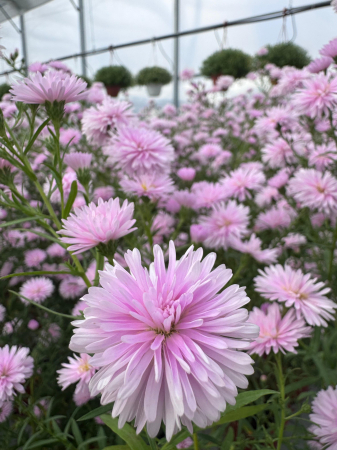 Aster ‘Camilla’ [4]