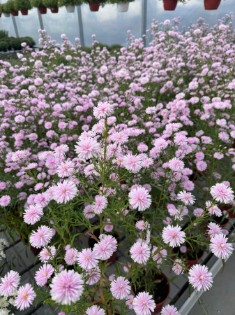 Aster ‘Camilla’ [7]