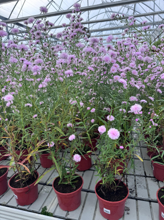 Aster ‘Camilla’ [1]