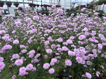 Aster ‘Camilla’ [8]