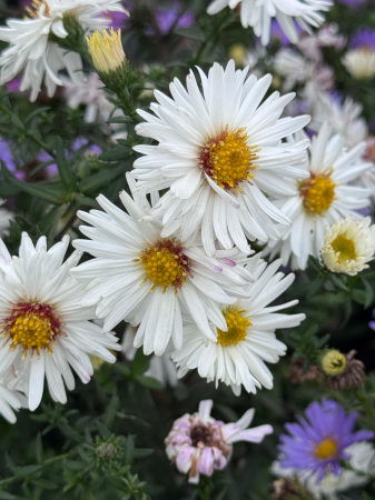 Plante Perene - Aster Island ‘Bahamas’