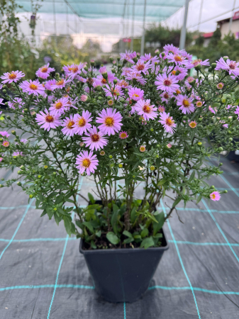 Plante Perene - Aster Island