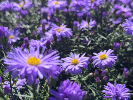 Aster Lady in Blue - C1.5 [10]