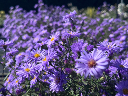 Aster Lady in Blue - C1.5 [6]