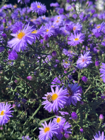 Aster Lady in Blue - C1.5 [1]