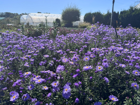 Aster Lady in Blue - C1.5 [11]