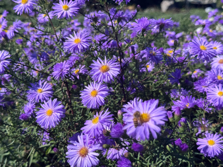 Aster Lady in Blue - C1.5 [4]