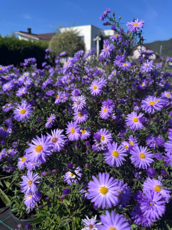 Aster Lady in Blue - C1.5 [3]