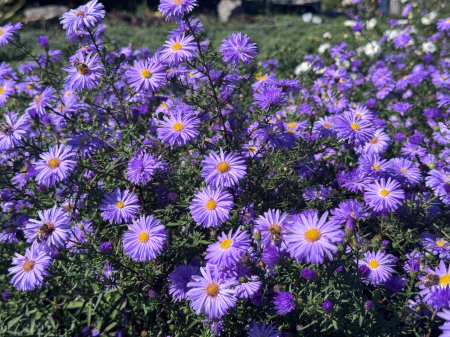 Aster Lady in Blue - C1.5 [5]