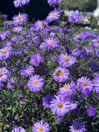 Aster Lady in Blue - C1.5