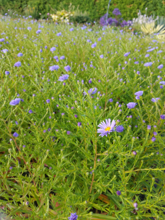 Plante Perene - Aster mittelmeer - C1.5, plantă perenă decorativă