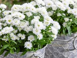 Plante decorative prin floare - Aster Showmakers Polar C2 este o plantă perenă elegantă