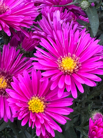 Aster ‘Woods Pink’ [3]