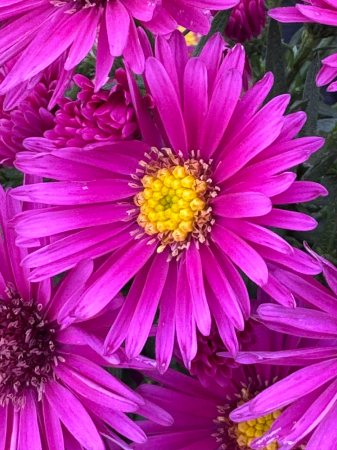Aster ‘Woods Pink’ [1]