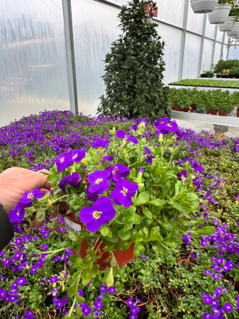 Aubrieta Glacier Blue – P12 [1]