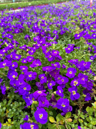 Plante acoperitoare de sol - Aubrieta Glacier Blue – P12