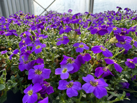 Aubrieta Rock On Purple – P12 [2]