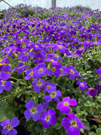 Plante Perene - Aubrieta Rock On Purple – P12