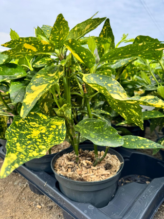 Arbori și arbuști - Aucuba japonica ‘Crotonifolia’ P12