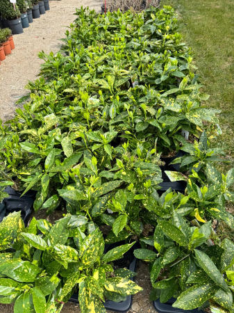 Aucuba japonica ‘Crotonifolia’ P12 [1]