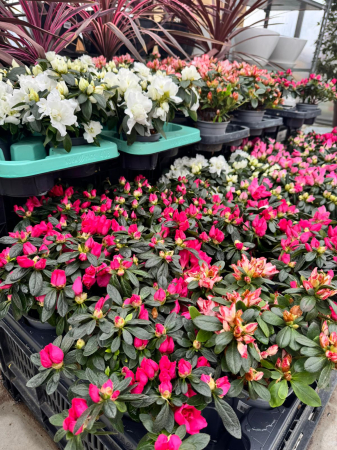 Arbori și arbuști - Azalea în ghiveci P10,5