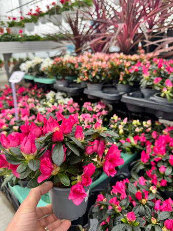 Azalea în ghiveci P10,5 [2]