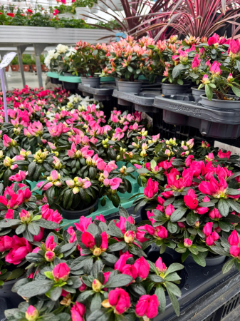 Azalea în ghiveci P10,5 [1]