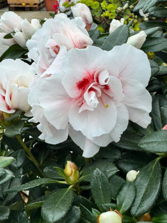 Azalea Stam in ghiveci C3 [1]