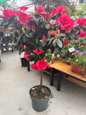 Azalea Stam in ghiveci C3 [7]