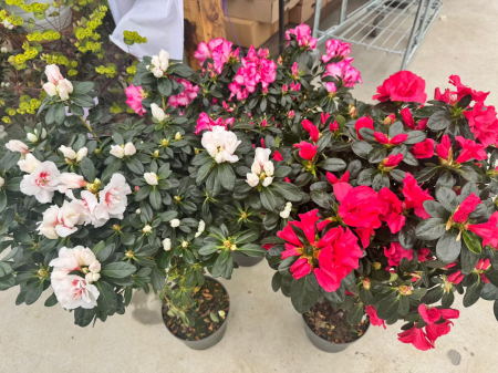 Azalea Stam in ghiveci C3 [3]