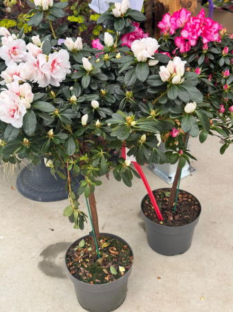 Azalea Stam in ghiveci C3 [2]