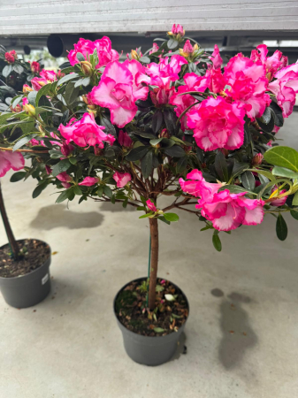 Azalea Stam in ghiveci C3