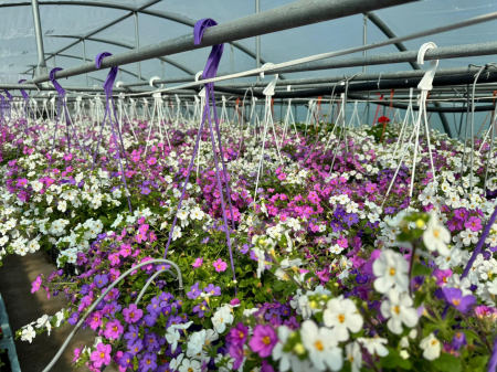 Bacopa ‘Scopia Alysia’ este o plantă anuală curgătoare [3]