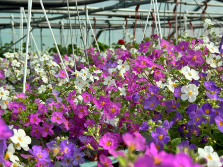 Bacopa ‘Scopia Alysia’ este o plantă anuală curgătoare [1]