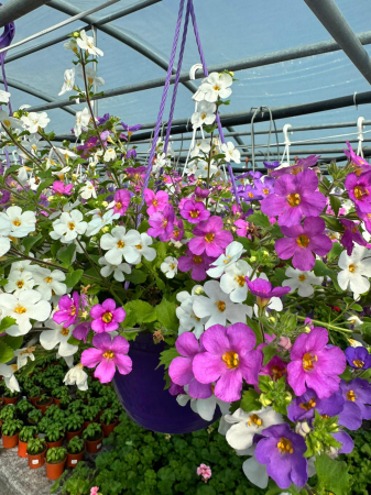 Diverse - Bacopa ‘Scopia Alysia’ este o plantă anuală curgătoare