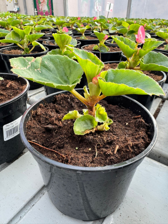 Begonia Big Red în ghiveci P12 [1]
