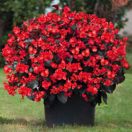 Begonii - Begonia Big Red în ghiveci P12