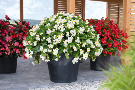 Begonia Big White în ghiveci P12 [2]