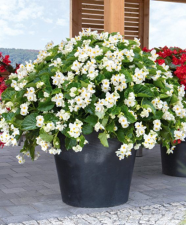Begonii - Begonia Big White în ghiveci P12