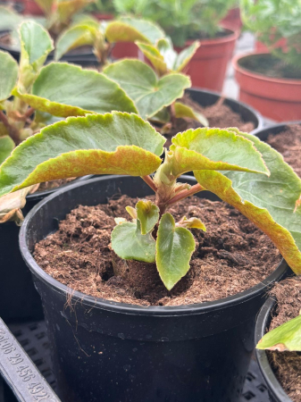 Begonia Dragon Wing Red în ghiveci P12 [1]