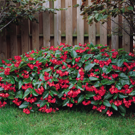 Begonii - Begonia Dragon Wing Red în ghiveci P12