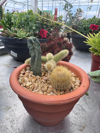 Plante Perene - Beplante campana 13 cm met 3x cactus