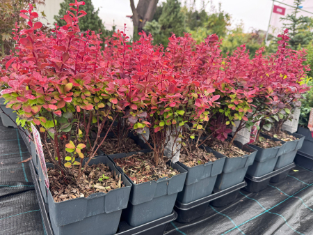 Berberis thunbergii „Orange Rocket” [4]