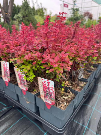 Arbori și arbuști - Berberis thunbergii „Orange Rocket”
