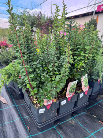 Arbori și arbuști - Berberis thunbergii ‘Powwow’
