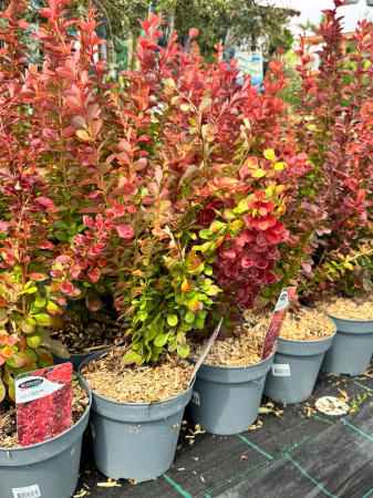Berberis thunbergii 'Vulcano', arbust ornamental compact [1]