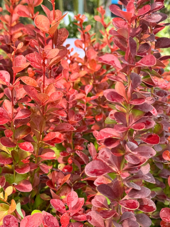 Arbori și arbuști - Berberis thunbergii 'Vulcano', arbust ornamental compact