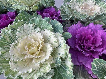 Brassica ornamentală în ghiveci de 10,5 cm [1]