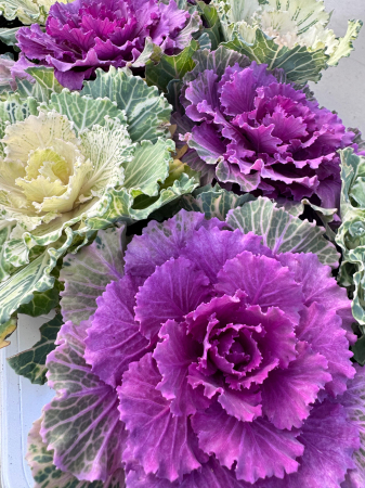 Brassica ornamentală în ghiveci de 10,5 cm [2]