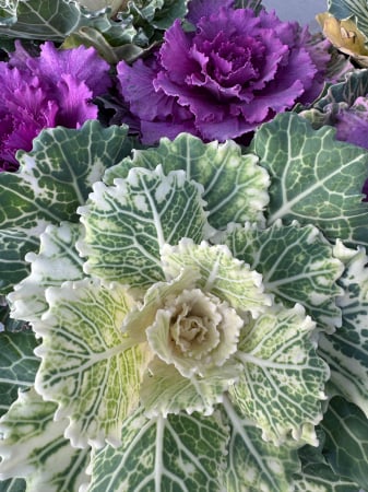 Plante Anuale - Brassica ornamentală în ghiveci de 10,5 cm